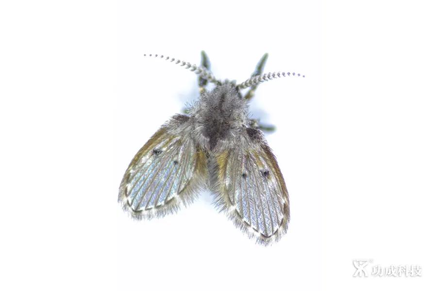 卫生间小虫子蛾蠓怎么来的,卫生间有小虫蛾蚋怎么治