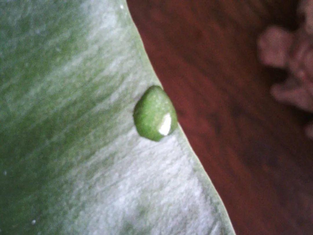 花叶子冒水珠怎么养,花叶子哗哗掉