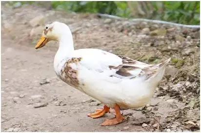 农业创业将迎来井喷潮，稀有创业种养项目让您嗅出财富商机！