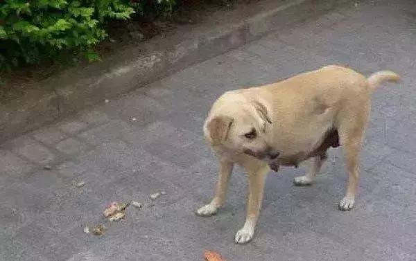 狗子偷吃猪手被发现,狗子被主人吓尿怎么办