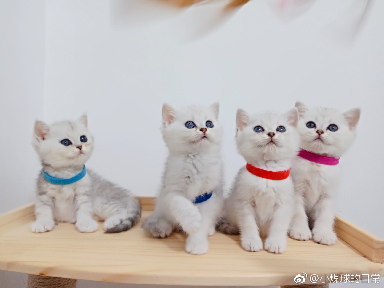 宠物医院到底坑不坑,宠物医院有多坑