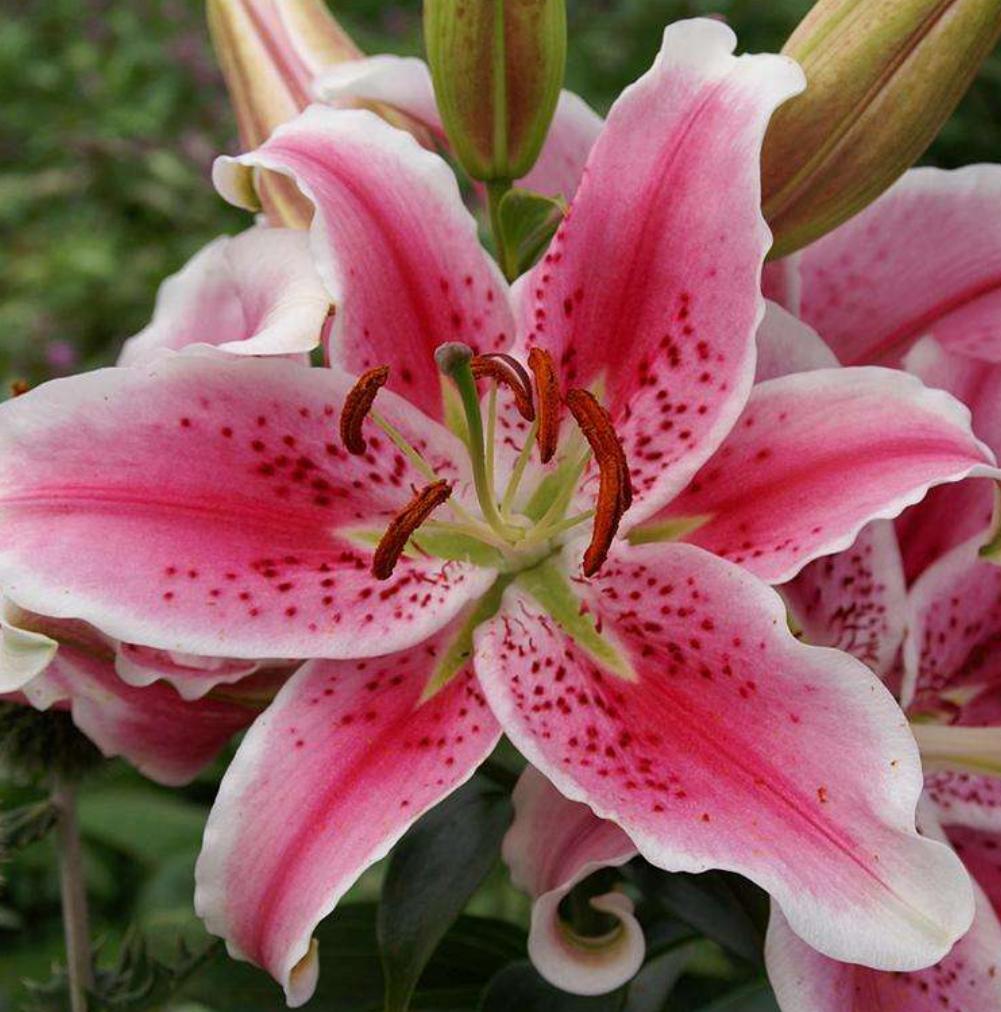 百合花怎么种植才开花多,百合花种球养多久才会开花