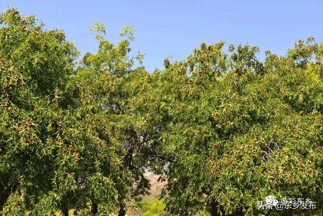 东乡县唐汪镇杏花果脯厂,临夏东乡唐汪镇