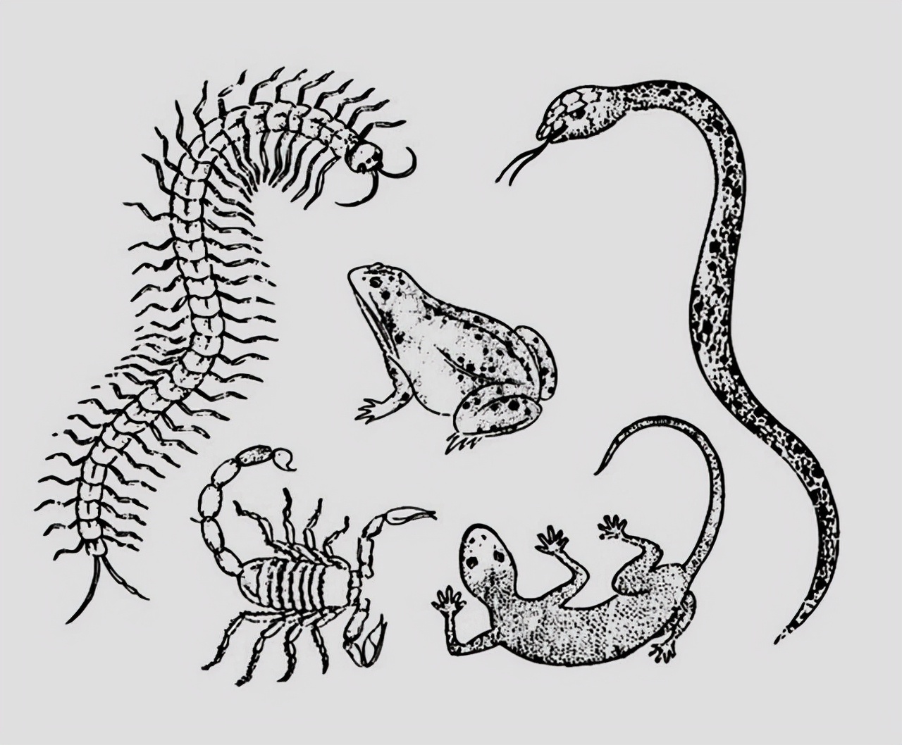 对人无毒的壁虎为何是五毒之一,人畜无害的壁虎为什么无毒