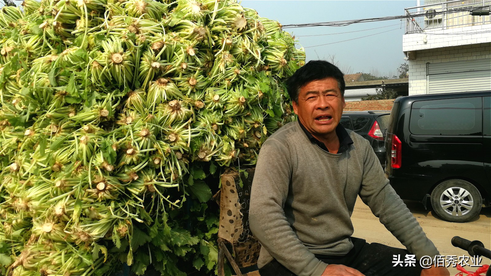 冬天不怕冻的蔬菜有哪些,南方冬天不怕冻的蔬菜