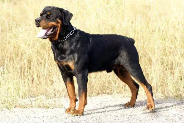 45种名犬大全,72种名犬图片附介绍