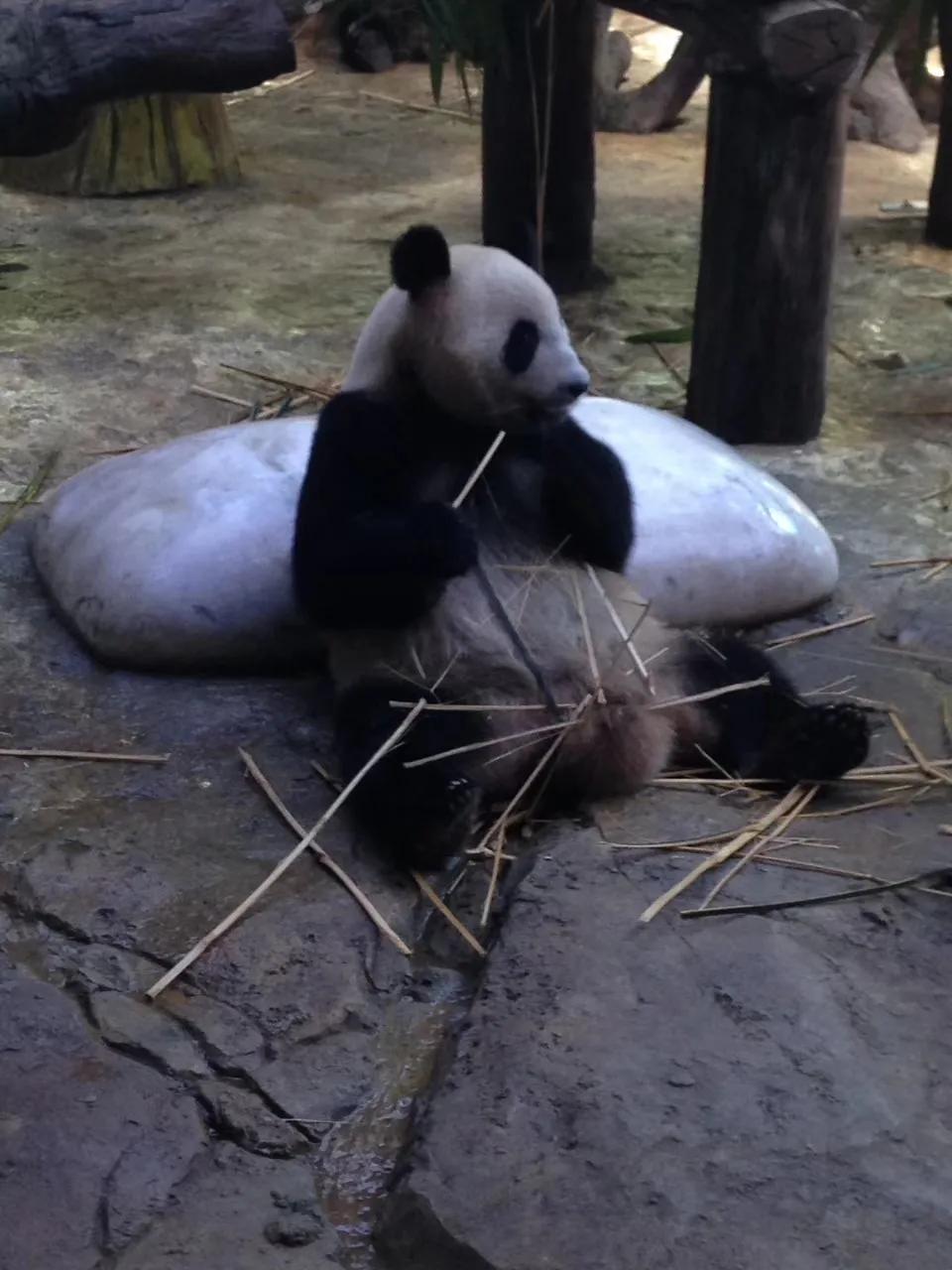 广州长隆野生动物园最全游玩攻略,长隆野生动物园游玩攻略