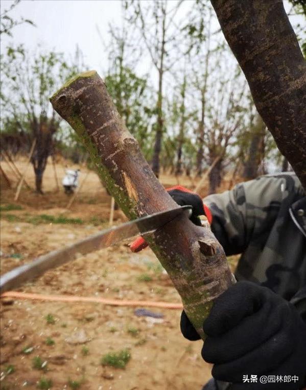 苗木冻伤了怎么补救,苗木霜冻了怎么补救