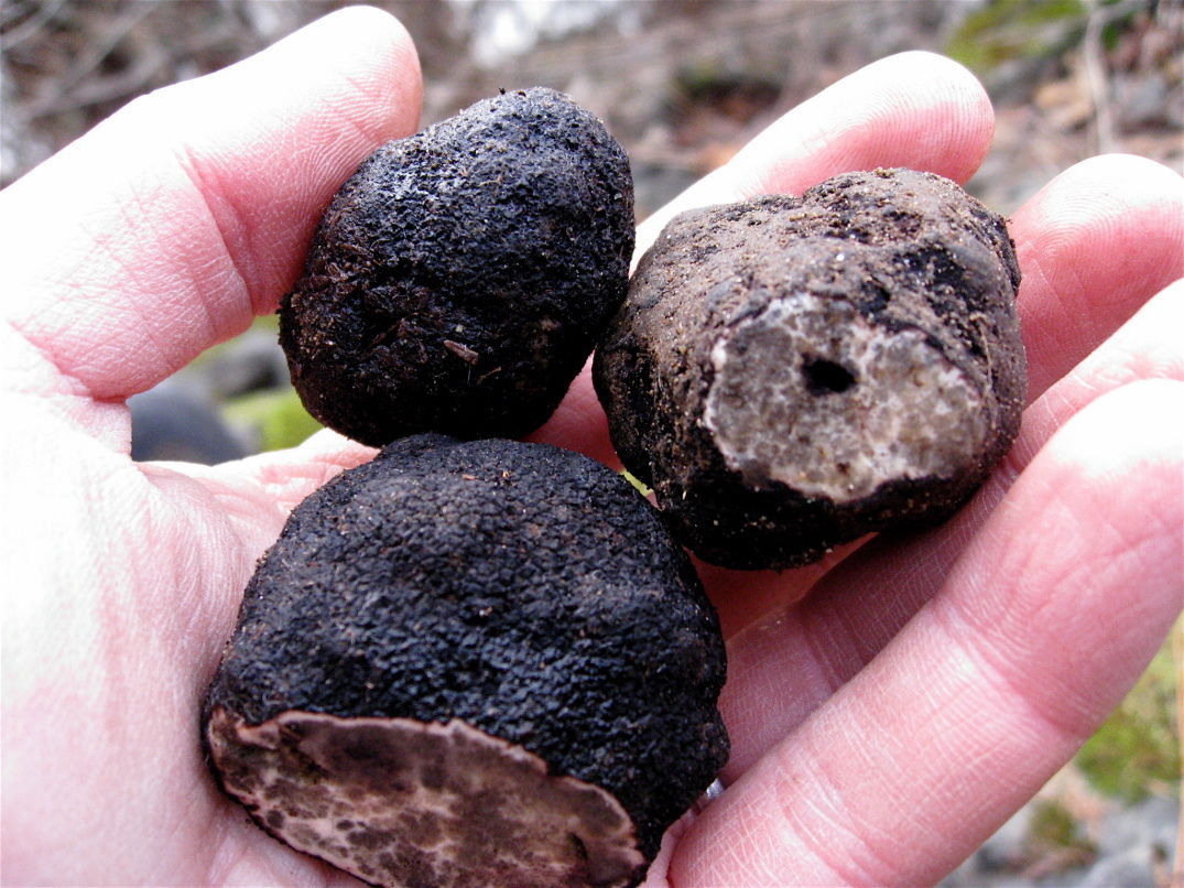 世界上最贵的食物松露,世界上最贵的食材松露