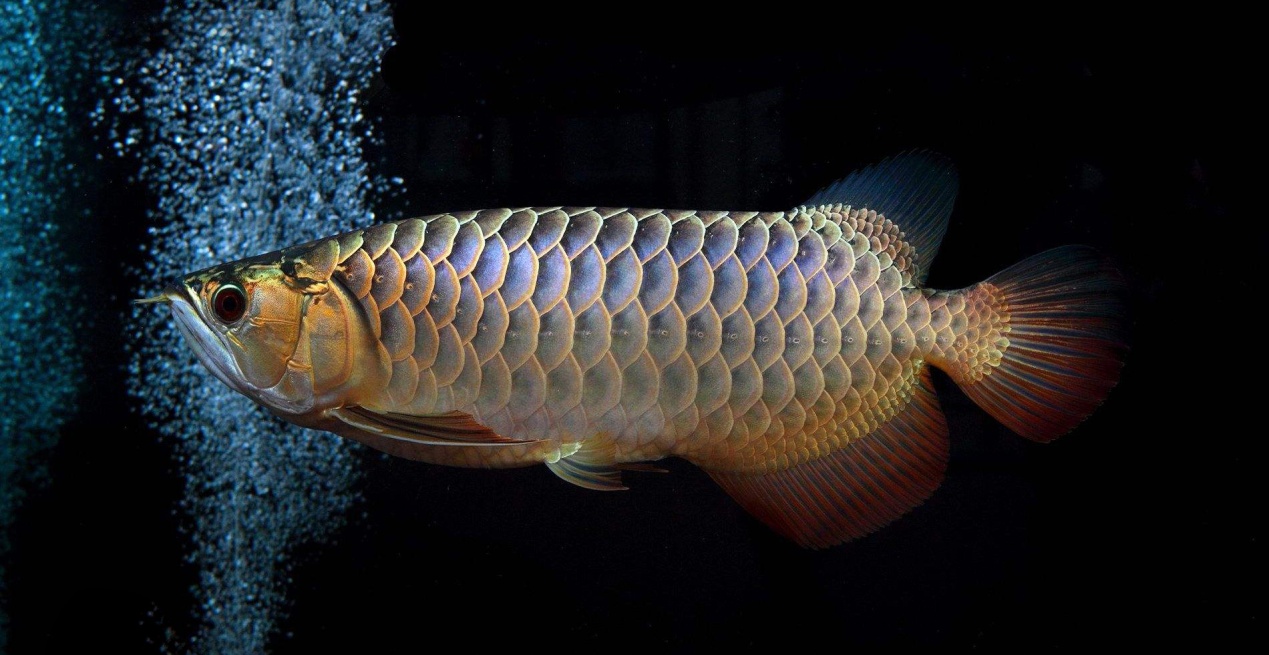 养龙鱼有什么风水讲究,风水龙鱼养几条比较好