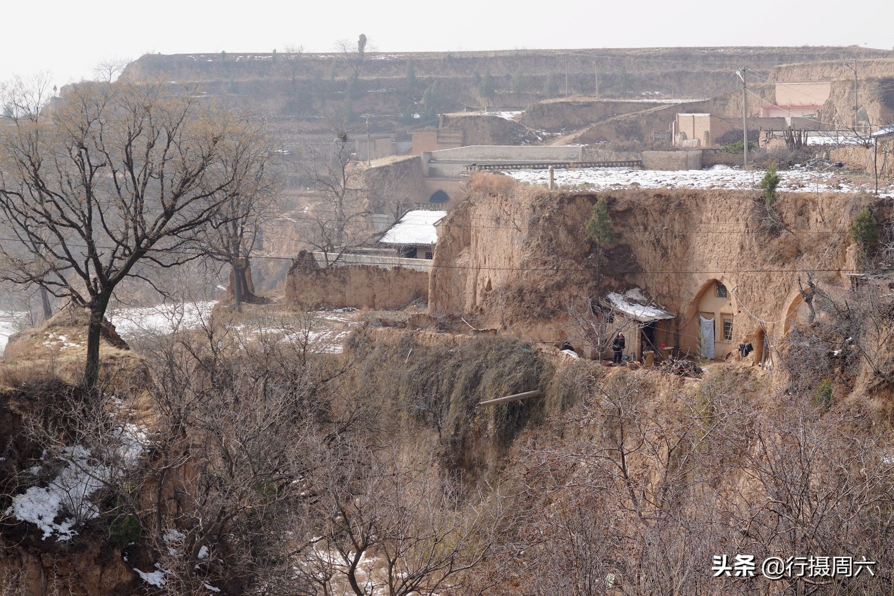 山西8旬大爷把母猪当宠物养,1窝小猪卖14600元,无本生意