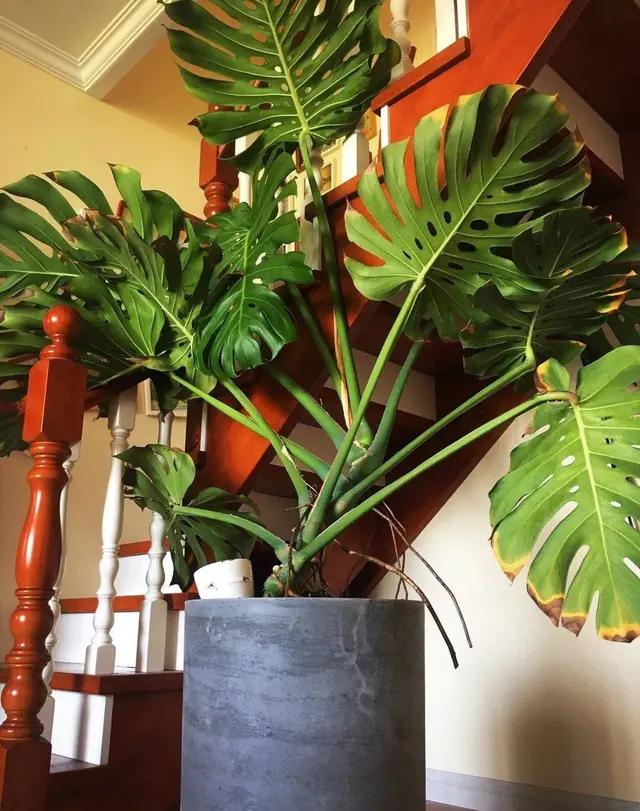 长了二十年的芦荟,龟背竹芦荟