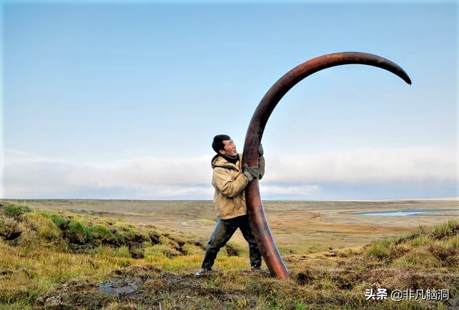 已灭绝四万年的猛犸象，人类祖先曾和猛犸象生死决斗