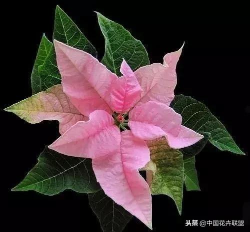 打翻了调色盘的花,打翻了调色盘的美景