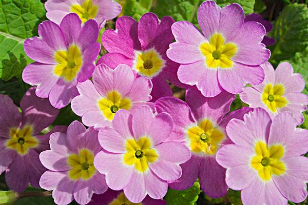 奇花异草大全罕见图文,极其罕见的奇花异草