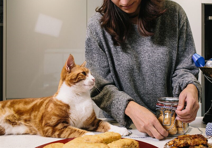 辟谣,猫咪补锰就喂它动物毛?当心爱猫肠梗阻,猫咪:刚吐完啊