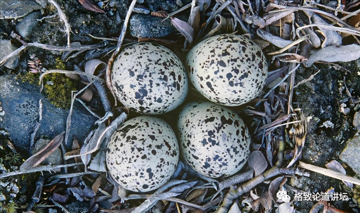 捡到只受伤的鸟怎么办,野外捡到受伤的小鸟