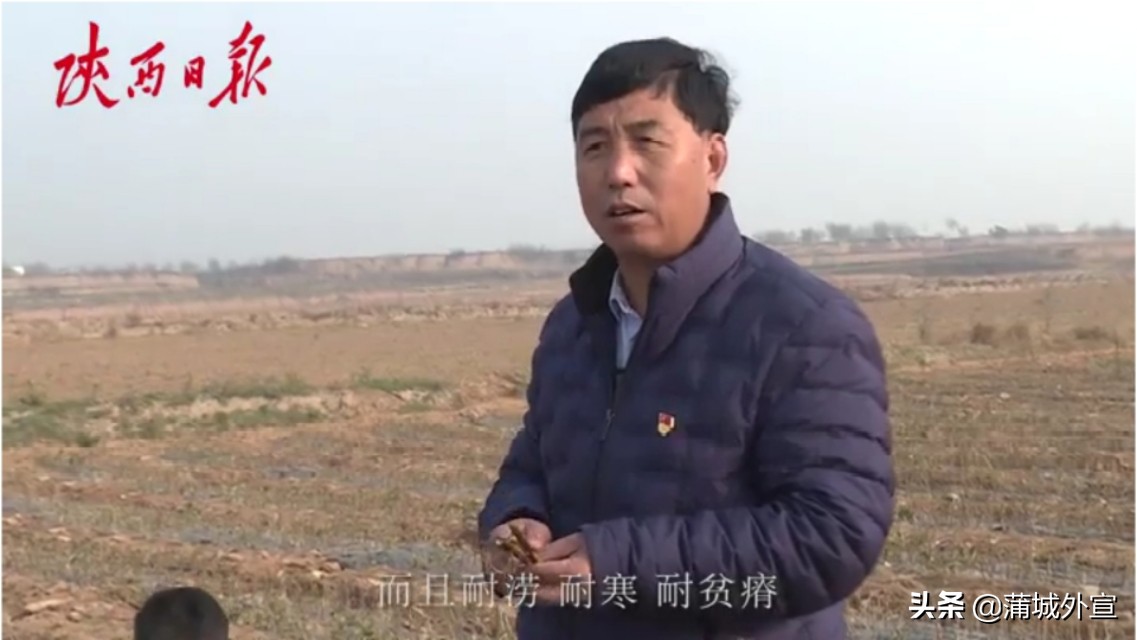 王春颜：“能给村上找个致富产业，也不枉在世上走一回