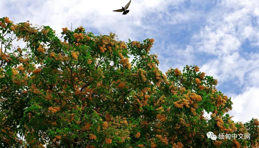 紫檀花开独一无二,紫檀花开了视频