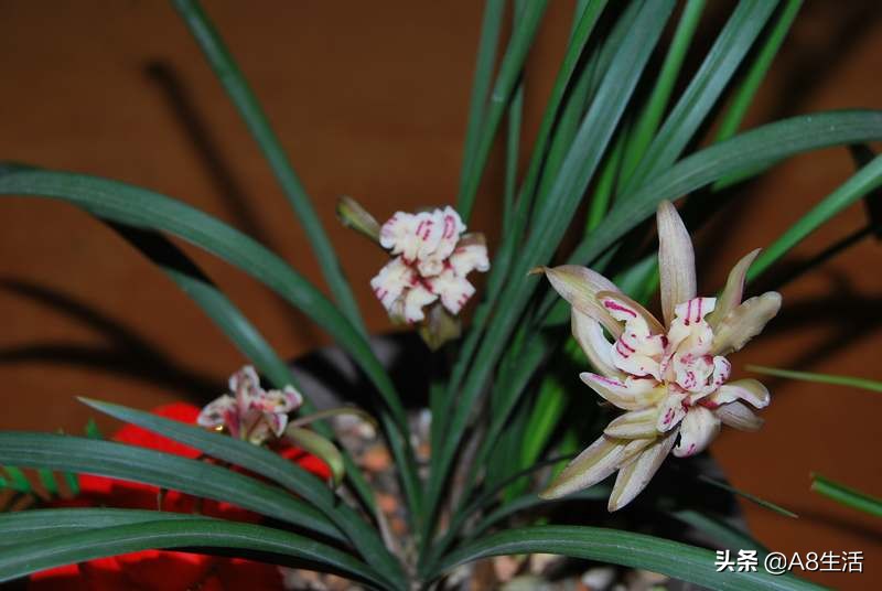 中国兰花名品录,春兰兰花名品大全