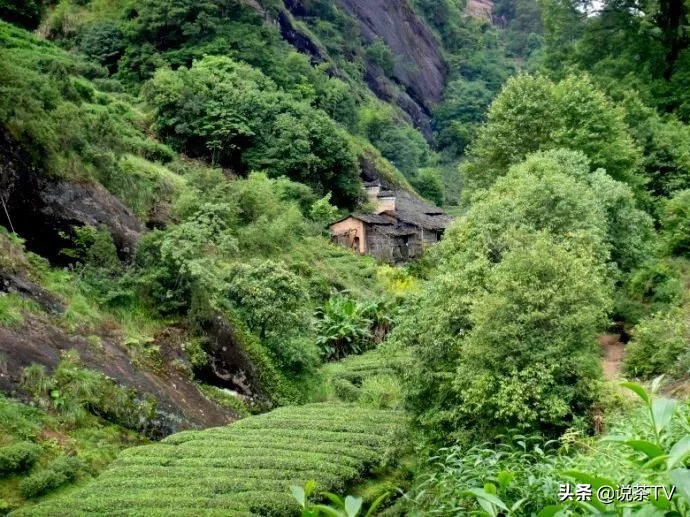 一家充满人间烟火气的茶叶店,一家值得推荐的茶叶店