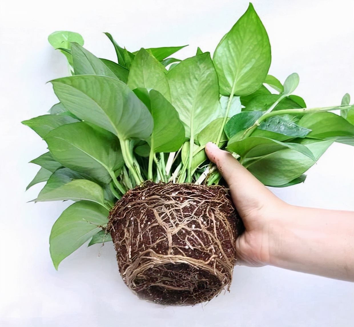 100种最毒的毒花,20种有毒的大毒花