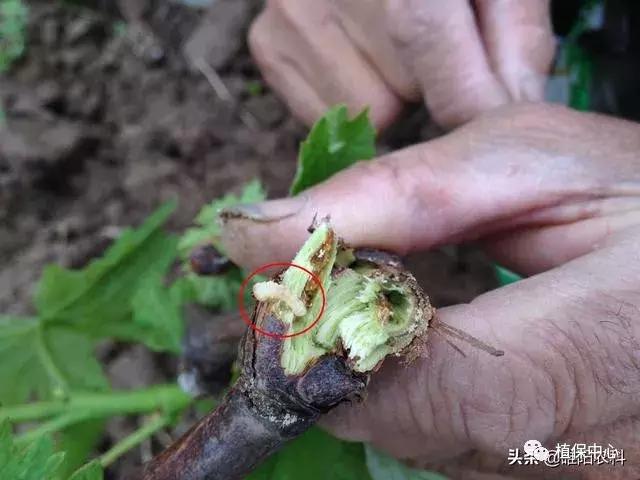 树下有蚁窝怎么办,树上有粪甲虫怎么办