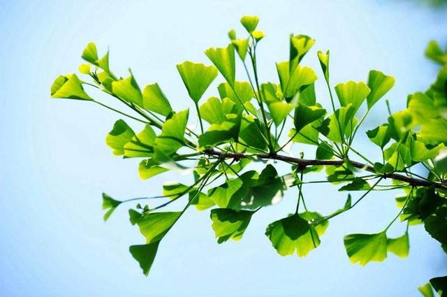 自然之美陶冶人的心灵,用心去感受自然之美