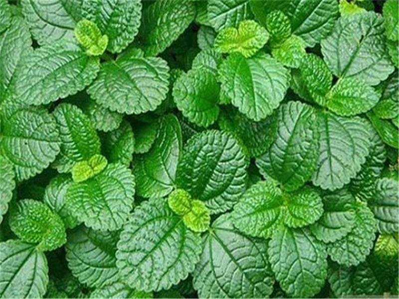 薄荷种植怎么管理,薄荷种植技术和管理方法