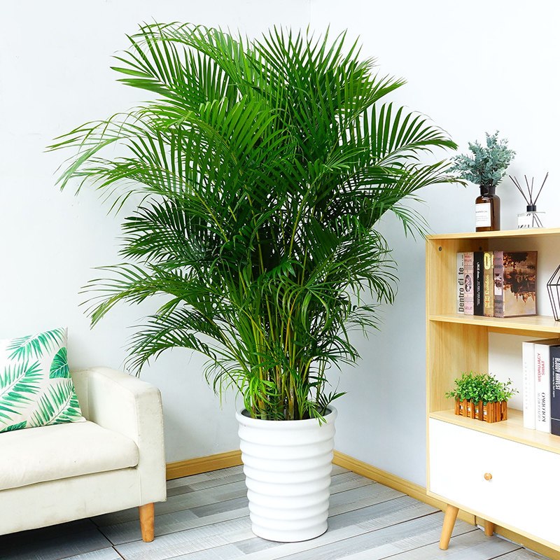 如何选择家中花卉植物盆栽,家庭常见的盆栽花卉的养护与管理