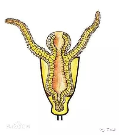 lps和sps可以一起养吗,哪些lps适合新手养