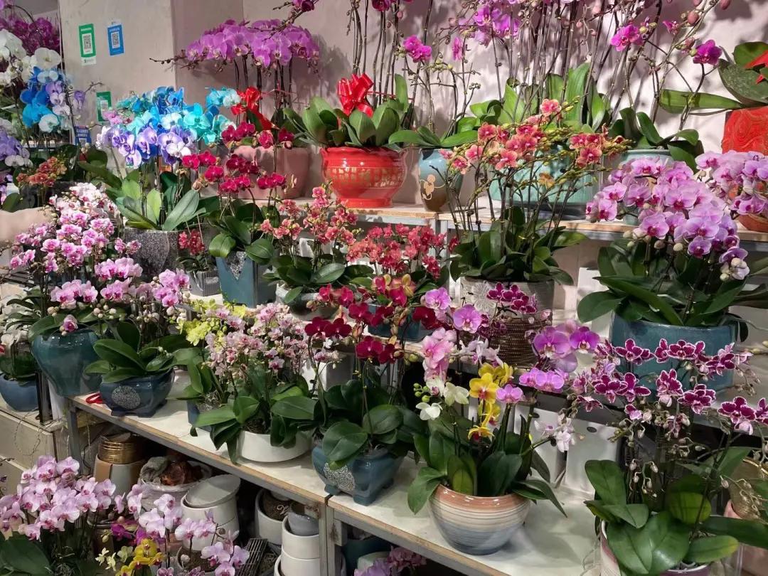 实拍青岛花卉市场！你每年都会选购哪些品种的年宵花呢？