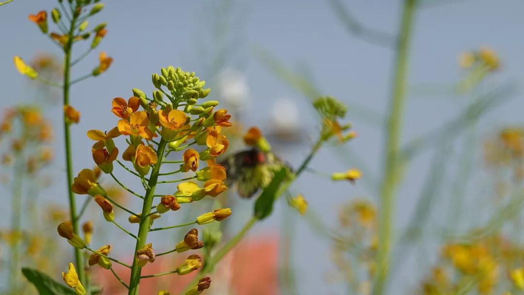 植树节再为园区添绿色,植树节赏植踏春之旅
