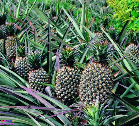 菠萝病害图片大全,菠萝病害用什么药