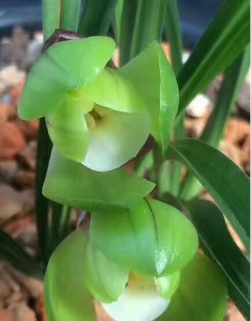 84消毒液可以给兰花消毒吗,兰花被淋了热水怎么救