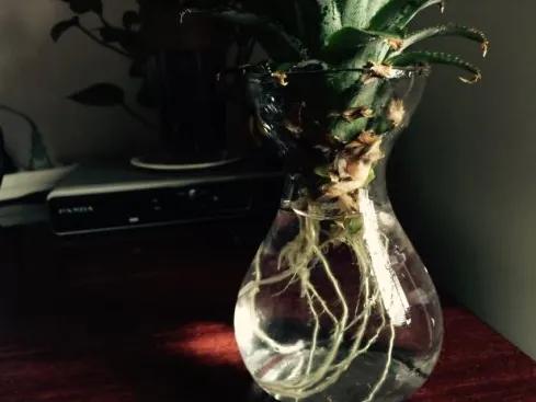 空气菠萝怎么种,菠萝叶子怎么种