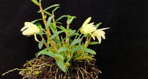 养石斛的正确方法,养石斛兰有诀窍