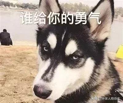 起底DG创始人嘉班纳,一个中老年网瘾患者的末日狂欢