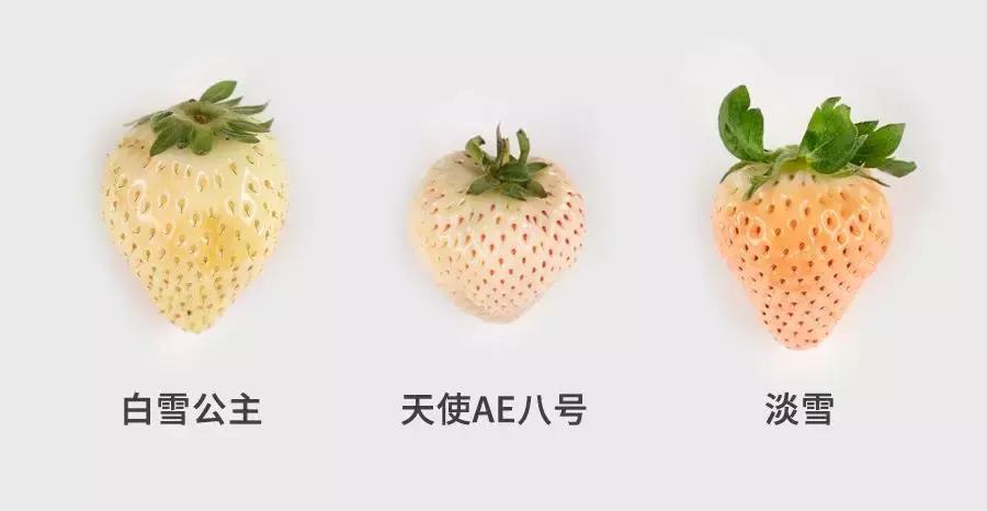 一下子吃了很多草莓,一下子吃了300g草莓