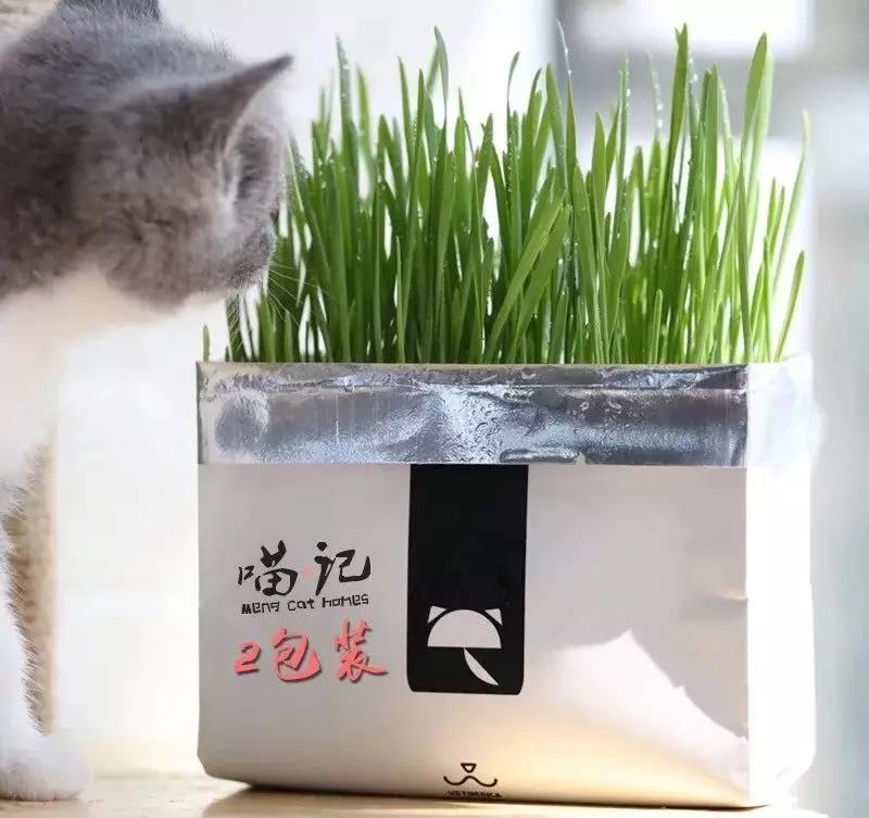 怎样写一份完美的养猫手册,新手养猫手册怎么写