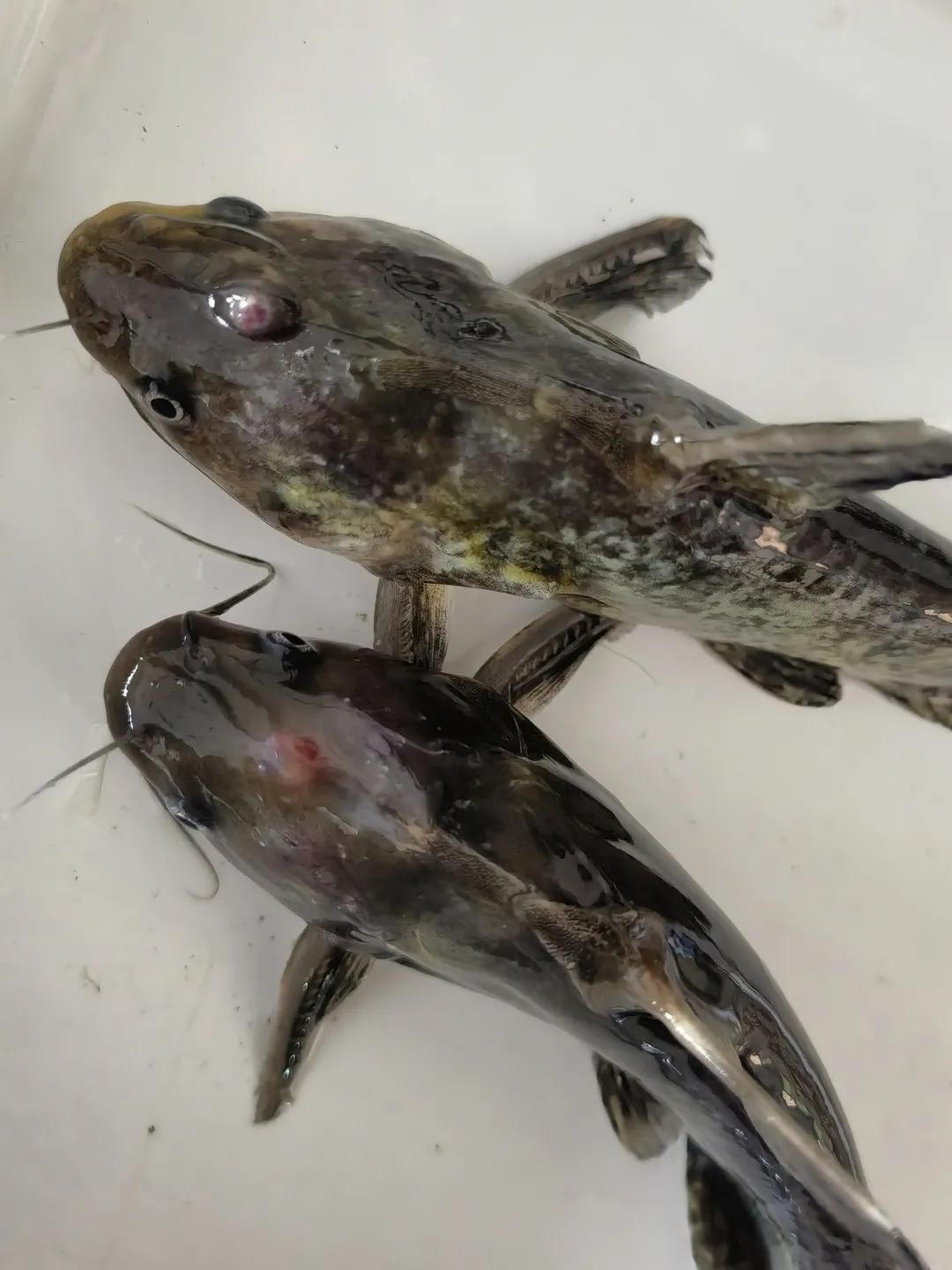 有什么方法促使黄颡鱼病害减少,黄颡鱼裂头病会死多久