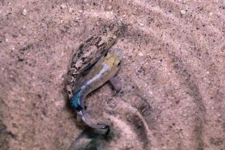 独存5万年仅剩38尾，号称沙漠独行者，魔鱂鱼的保护有多严格？