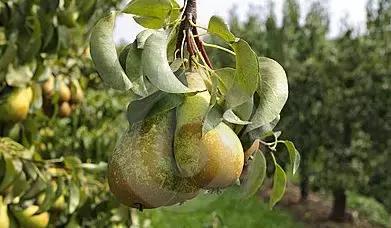 丹东沿海干净小岛旅游攻略,丹东旅游特色美食攻略图