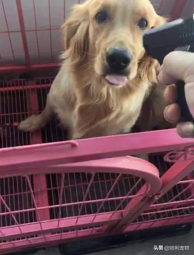 金毛越打越不听话怎么办,金毛不听话该不该打