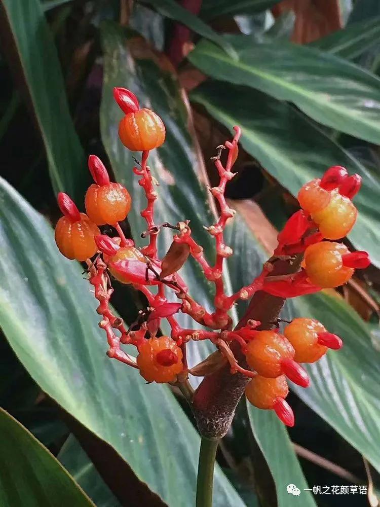 紫背竹芋卧花竹芋,紫背竹芋图片和名称
