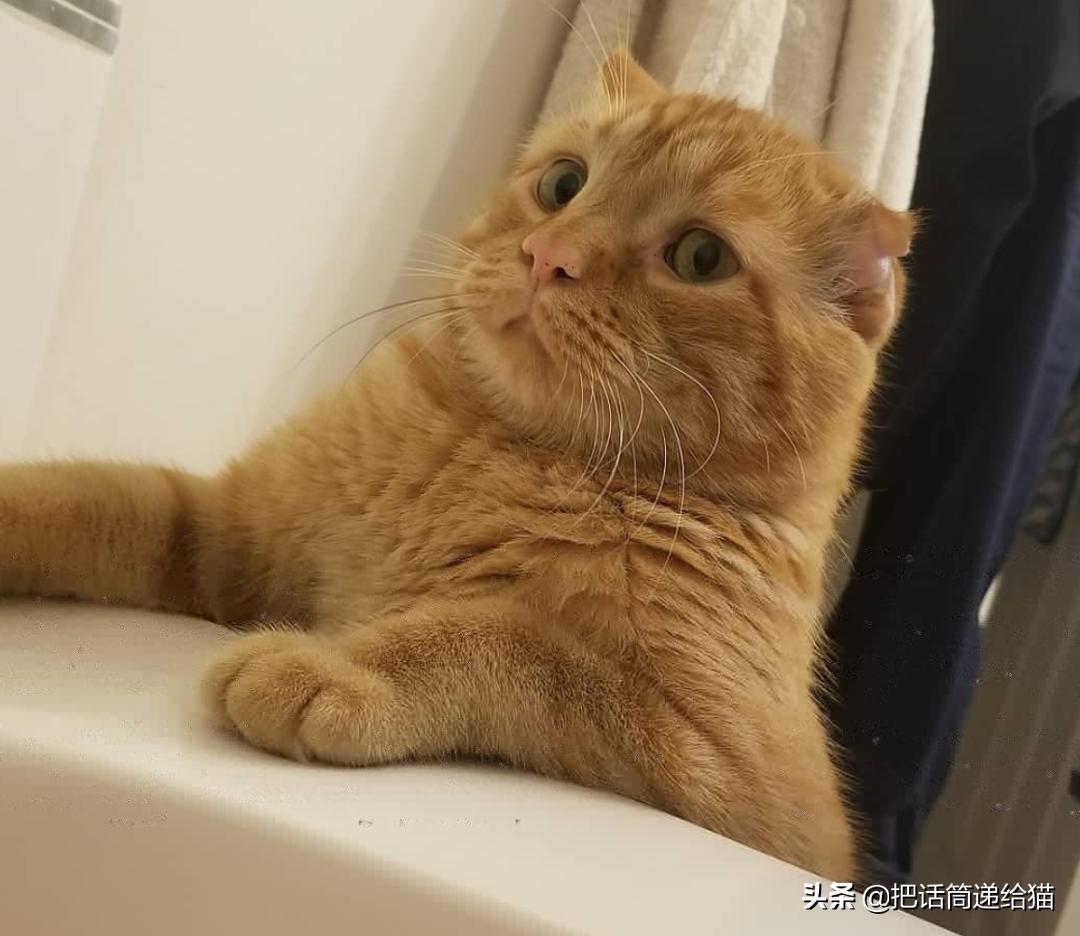 被弃养的猫还要打疫苗吗,弃养了一只猫