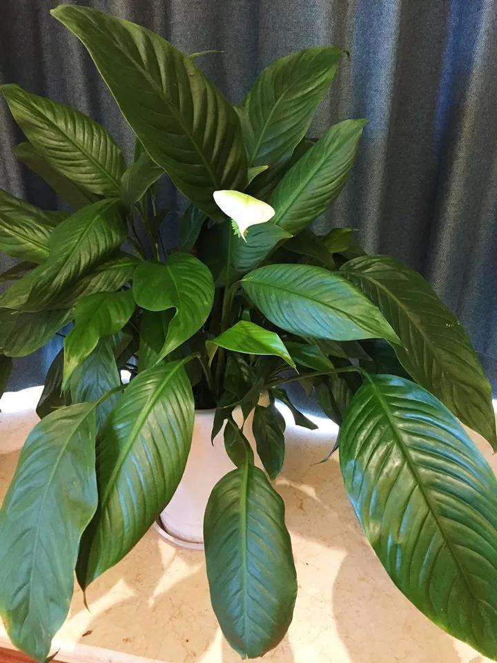 花卉叶子喷什么水好,什么溶液喷花卉叶子最好