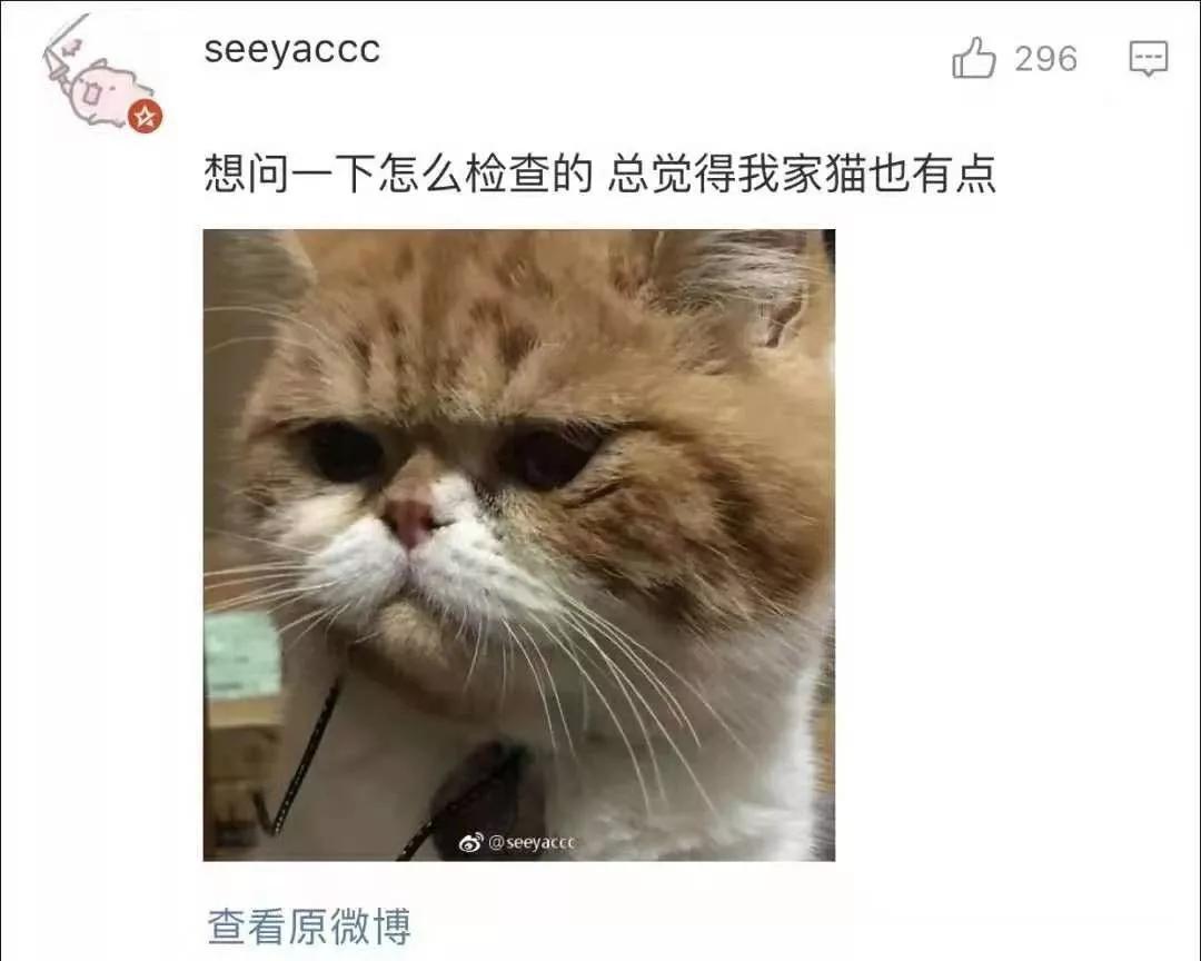 我们家猫真的很弱智怎么办,猫为什么又蠢又自以为是