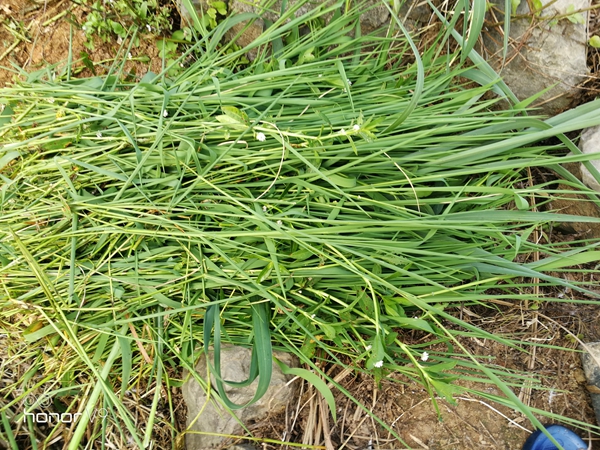 一双被水草割伤的老腿