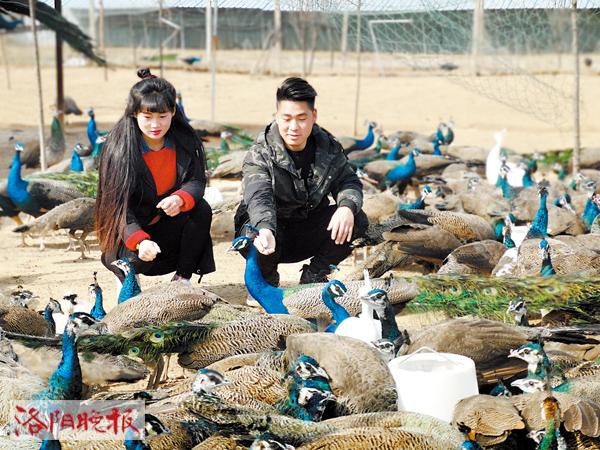 在农村养孔雀挣钱,养孔雀一年收入